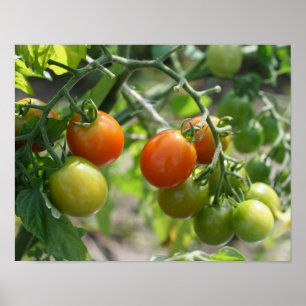 Garden Cherry Tomatoes Nature Poster