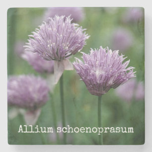 Garden Chives Stone Coaster