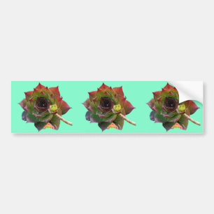 Garden Colourful Succulent Sempervivum Plant Bumper Sticker