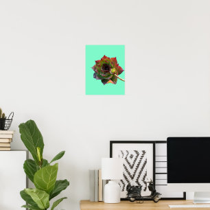 Garden Colourful Succulent Sempervivum Plant Poster