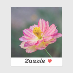 Garden Cosmos flower