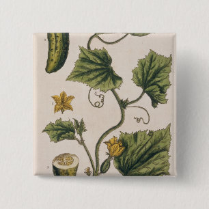 Garden Cucumber, plate 4 from 'A Curious Herbal', 15 Cm Square Badge