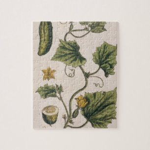 Garden Cucumber, plate 4 from 'A Curious Herbal', Jigsaw Puzzle
