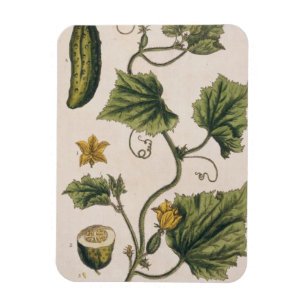 Garden Cucumber, plate 4 from 'A Curious Herbal', Magnet