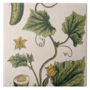 Garden Cucumber, plate 4 from 'A Curious Herbal', Tile