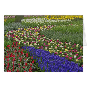 Garden design of Grape Hyacinth, and tulips,