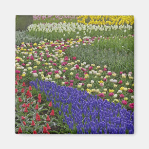 Garden design of Grape Hyacinth, and tulips, Magnet
