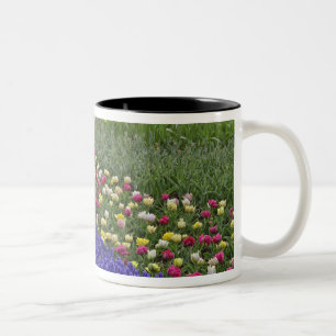 Garden design of Grape Hyacinth, and tulips, Two-Tone Coffee Mug
