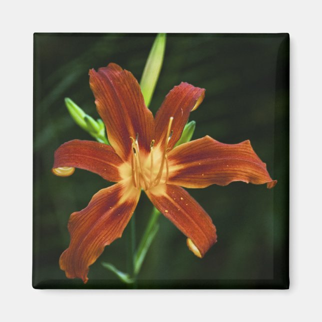 Garden Flame Magnet (Front)