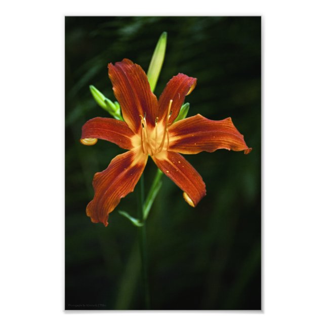 Garden Flame Photo Print (Front)
