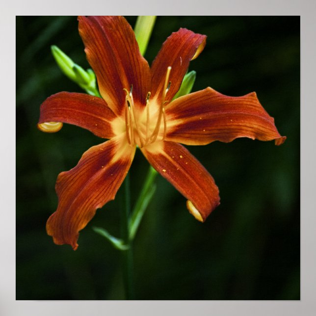 Garden Flame Print (Front)
