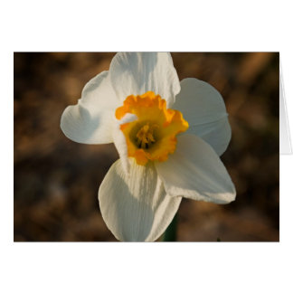 Garden Flower