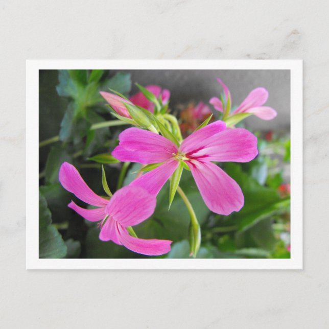 garden flower, pink postcard (Front)