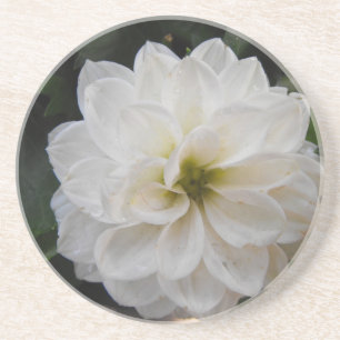 garden flower - white dahlia. floral photography coaster