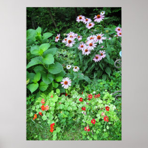 Garden Flowers Coneflower Nasturtium Poster
