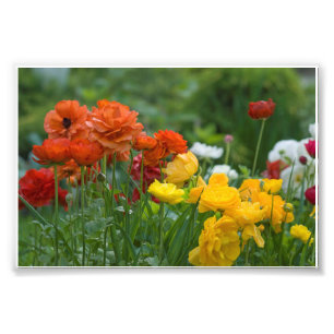 Garden flowers photo print