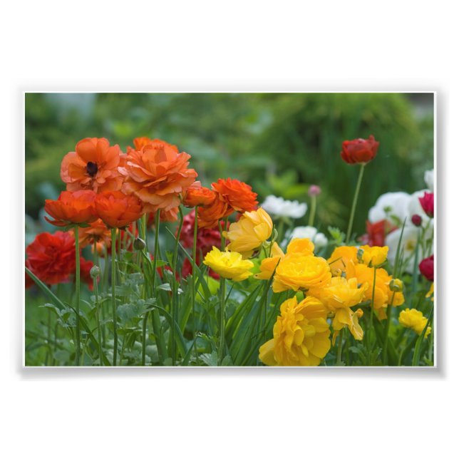 Garden flowers photo print (Front)