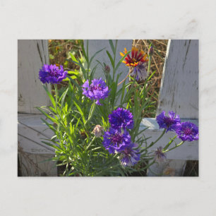 Garden flowers postcard