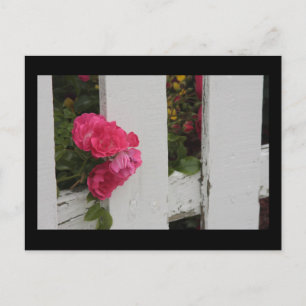 Garden Gate Postcard