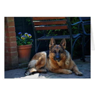 garden, german shepherd, dog