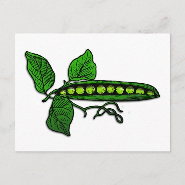 Garden Green Pea Pods Postcard (Front)