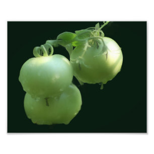 Garden Green Tomatoes Nature 8x10 Photo Print
