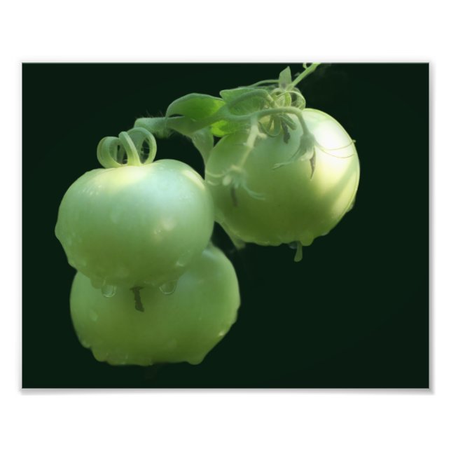 Garden Green Tomatoes Nature 8x10 Photo Print (Front)
