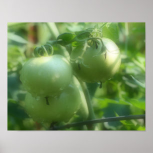 Garden Green Tomatoes Nature Poster