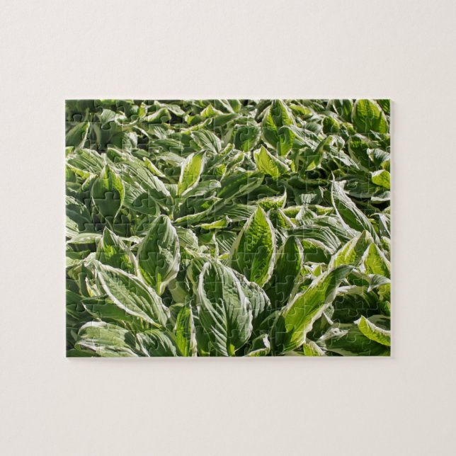 Garden Green White Hosta Plants Summer Spring 2020 Jigsaw Puzzle (Horizontal)