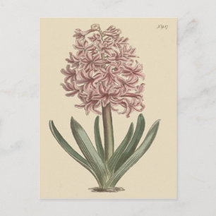 Garden Hyacinth Botanical Illustration Postcard