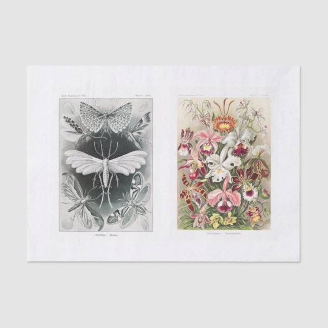 Garden insect and floral decoupage tissue paper (Front)