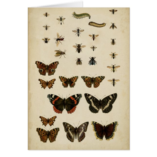Garden Insects by Vision Studio (Front)