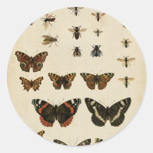 Garden Insects by Vision Studio Classic Round Sticker