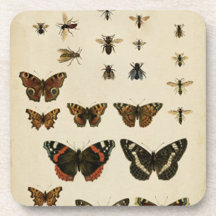 Garden Insects by Vision Studio Coaster