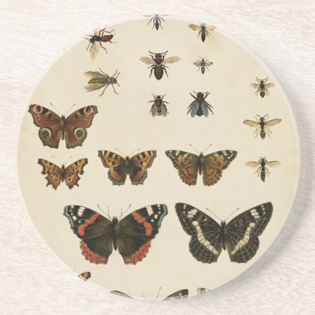 Garden Insects by Vision Studio Coaster (Front)