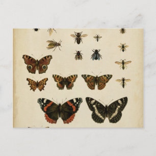 Garden Insects by Vision Studio Postcard