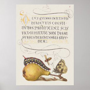 Garden Insects, Fly, Caterpillar, Pear, Centipede Poster