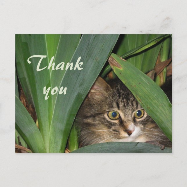 Garden Kitty Postcard (Front)