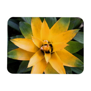 Garden leafy plant yellow leaves, magnet