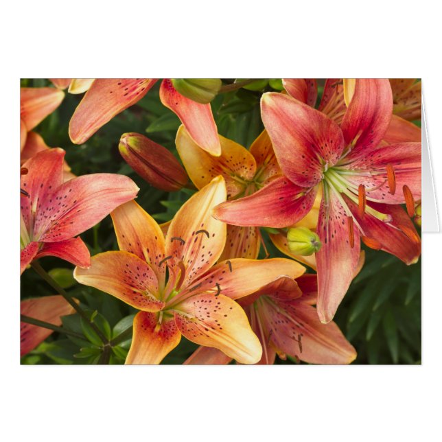 Garden Lilies Card (Front Horizontal)