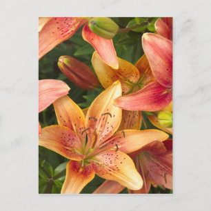 Garden Lilies Postcard