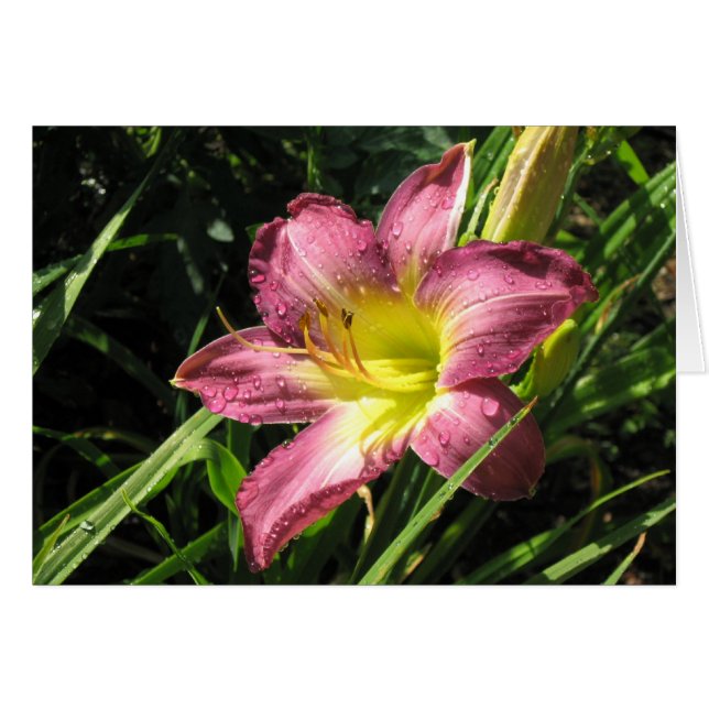 Garden Lily (Front Horizontal)