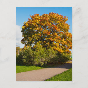 Garden Maple, St.Petersburg Russia Postcard