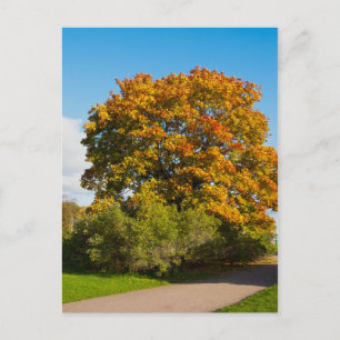 Garden Maple, St.Petersburg Russia Postcard