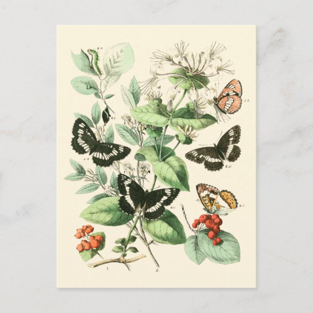 Garden of Butterflies and Flowers Postcard (Front)