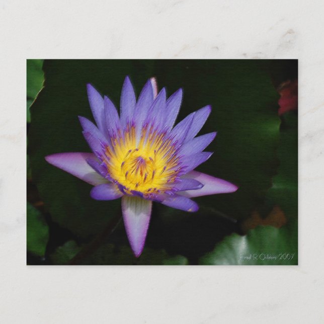 garden of eden postcard (Front)