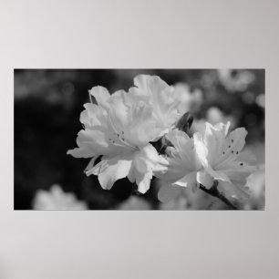 Garden of Flowers Poster