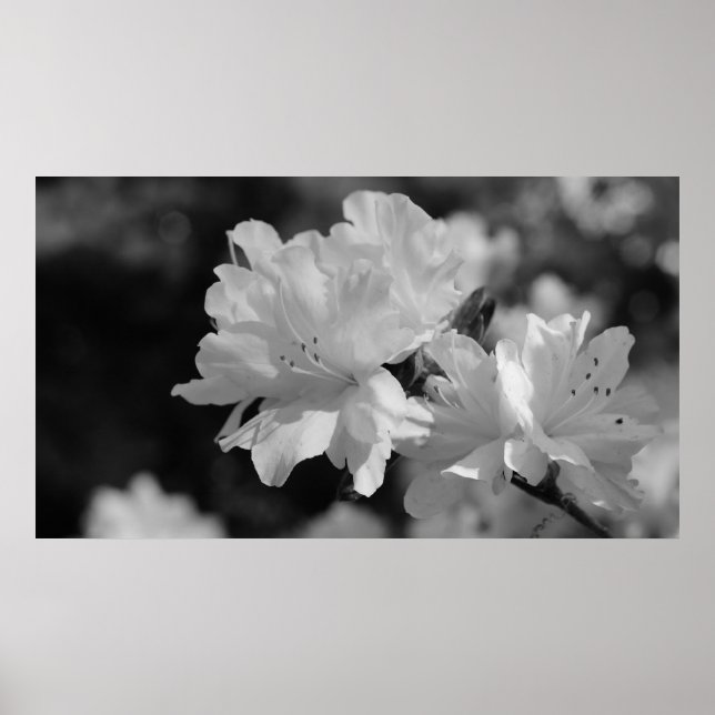 Garden of Flowers Poster (Front)