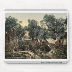 Garden of Gethsemane, Jerusalem, Holy Land classic Mouse Pad