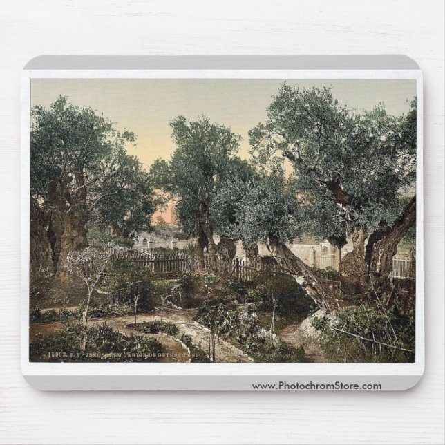 Garden of Gethsemane, Jerusalem, Holy Land classic Mouse Pad (Front)